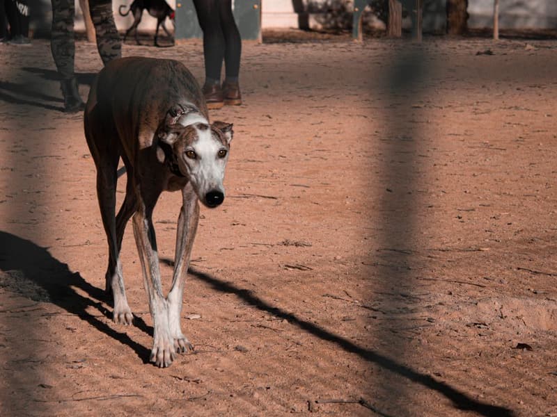 Greyhound racing in Australia